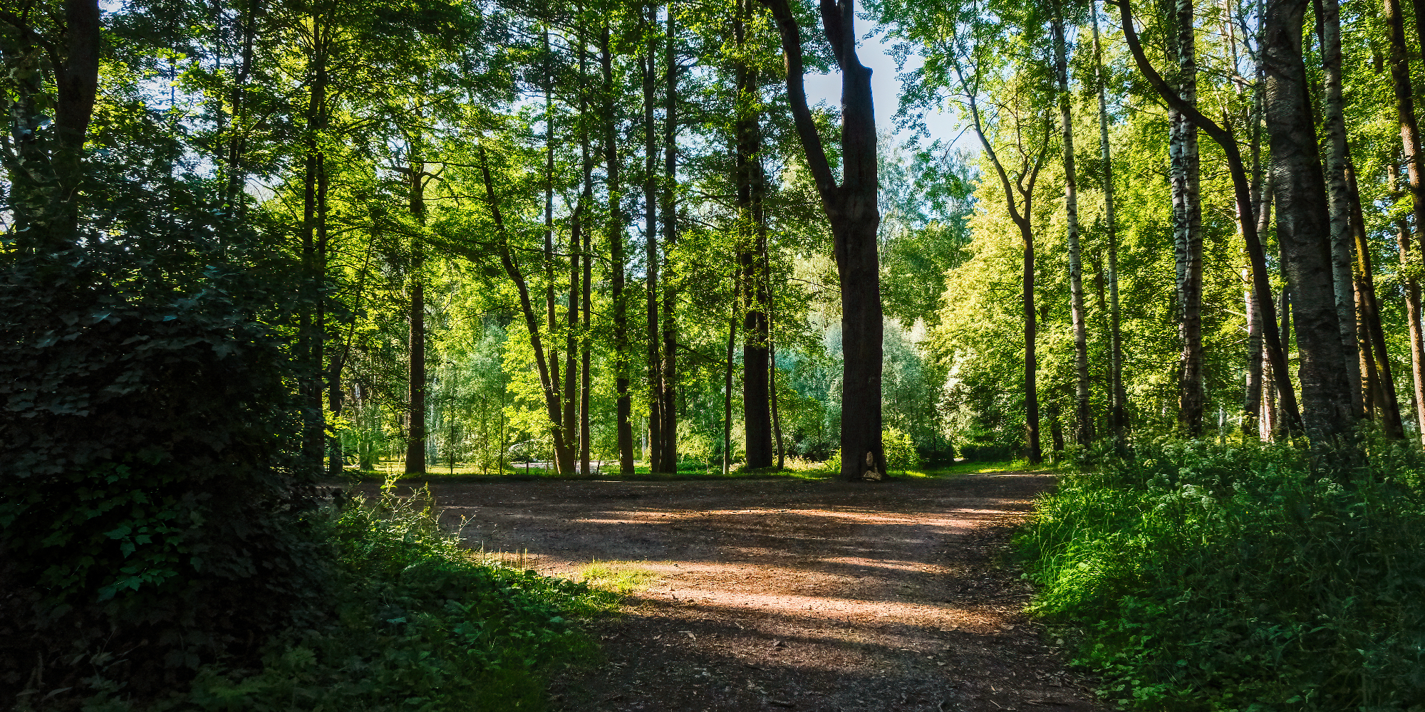 Sajenje novih dreves na domačem travniku